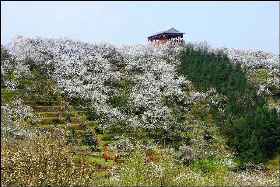 【春天，广西桂林灌阳县向您发出邀请！】我们在灌阳看梨花 - 游山玩水 - 龙岩生活社区 - 龙岩28生活网 ly.28life.net