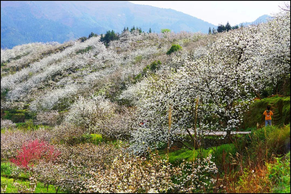 【春天，广西桂林灌阳县向您发出邀请！】我们在灌阳看梨花 - 游山玩水 - 龙岩生活社区 - 龙岩28生活网 ly.28life.net