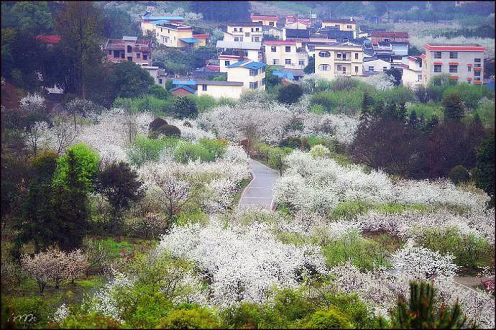 【春天，广西桂林灌阳县向您发出邀请！】我们在灌阳看梨花 - 游山玩水 - 龙岩生活社区 - 龙岩28生活网 ly.28life.net