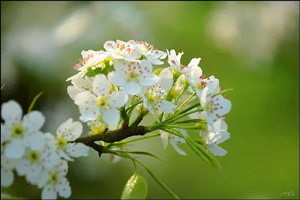 【春天，广西桂林灌阳县向您发出邀请！】我们在灌阳看梨花 - 游山玩水 - 龙岩生活社区 - 龙岩28生活网 ly.28life.net