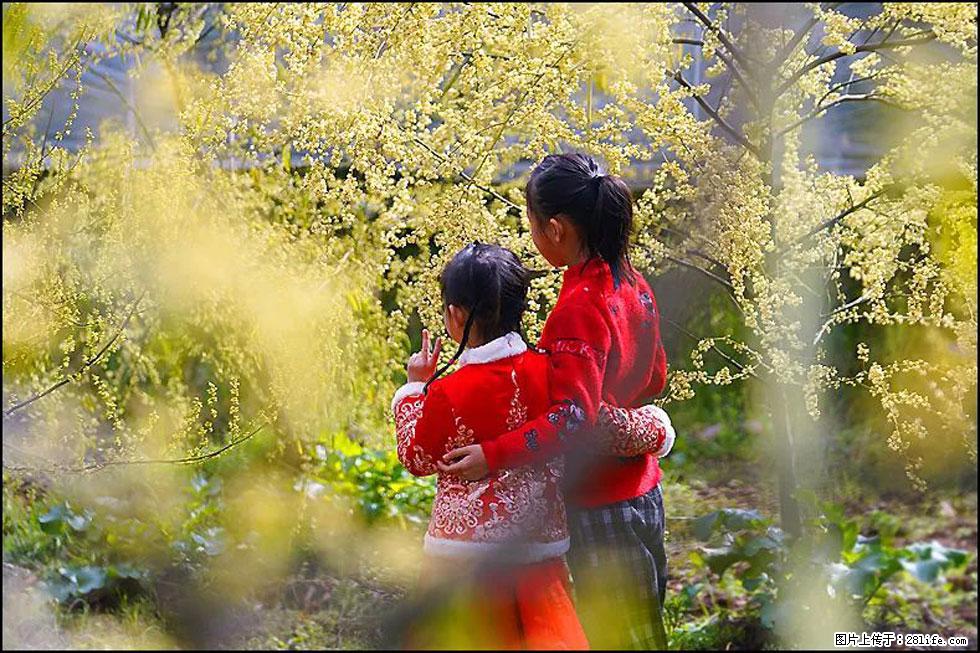 【春天，广西桂林灌阳县向您发出邀请！】米珠山前有片山苍子花在飘香 - 游山玩水 - 龙岩生活社区 - 龙岩28生活网 ly.28life.net