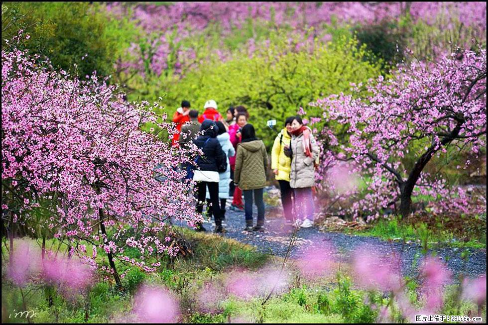 【春天,广西桂林灌阳县向您发出邀请!】官庄村有个醉美的桃花园 - 游山玩水 - 龙岩生活社区 - 龙岩28生活网 ly.28life.net