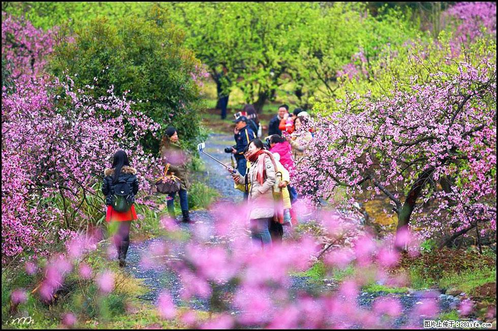 【春天,广西桂林灌阳县向您发出邀请!】官庄村有个醉美的桃花园 - 游山玩水 - 龙岩生活社区 - 龙岩28生活网 ly.28life.net