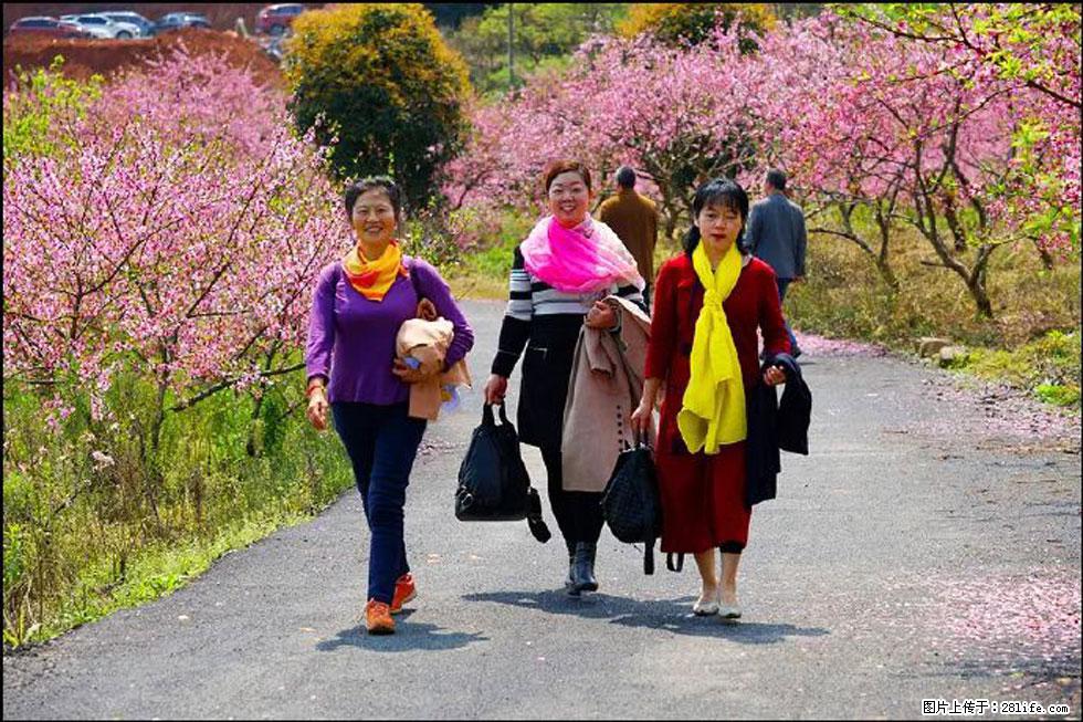 【春天,广西桂林灌阳县向您发出邀请!】官庄村有个醉美的桃花园 - 游山玩水 - 龙岩生活社区 - 龙岩28生活网 ly.28life.net