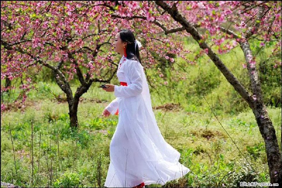 【春天,广西桂林灌阳县向您发出邀请!】官庄村有个醉美的桃花园 - 游山玩水 - 龙岩生活社区 - 龙岩28生活网 ly.28life.net