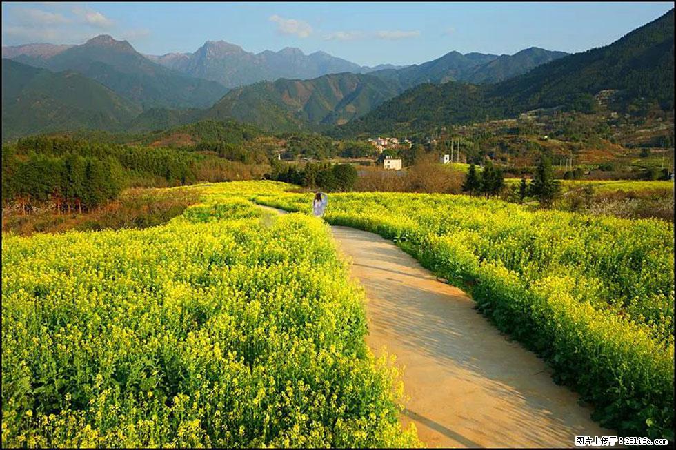 【春天，广西桂林灌阳县向您发出邀请！】长坪村油菜盛情花开 - 游山玩水 - 龙岩生活社区 - 龙岩28生活网 ly.28life.net