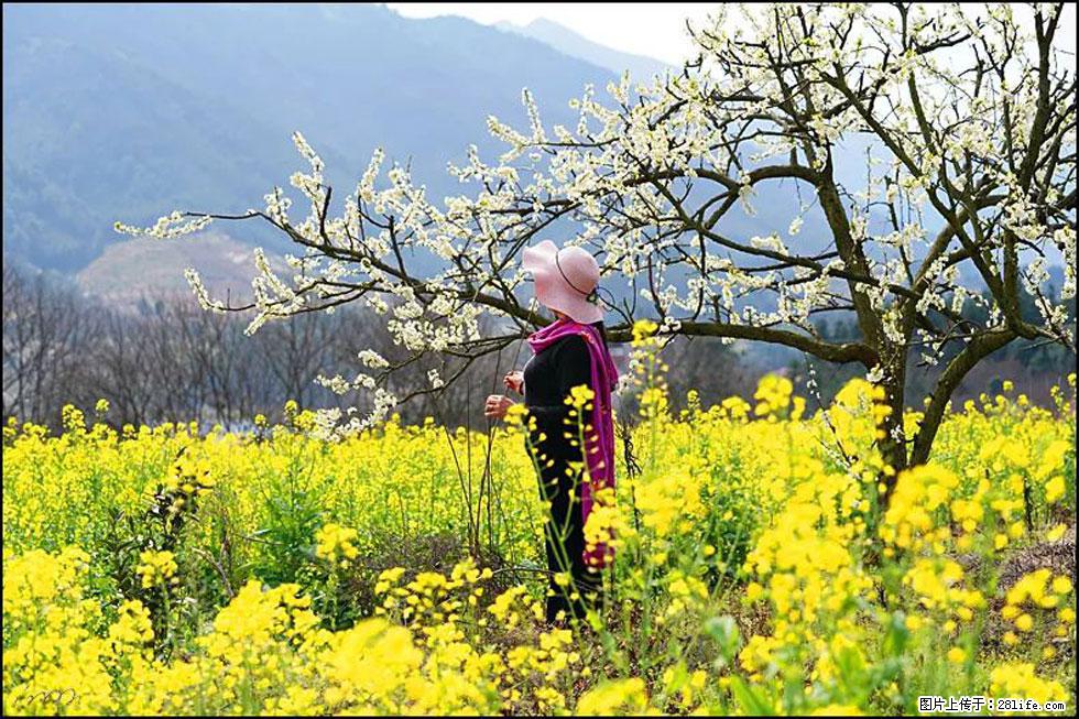 【春天，广西桂林灌阳县向您发出邀请！】长坪村油菜盛情花开 - 游山玩水 - 龙岩生活社区 - 龙岩28生活网 ly.28life.net