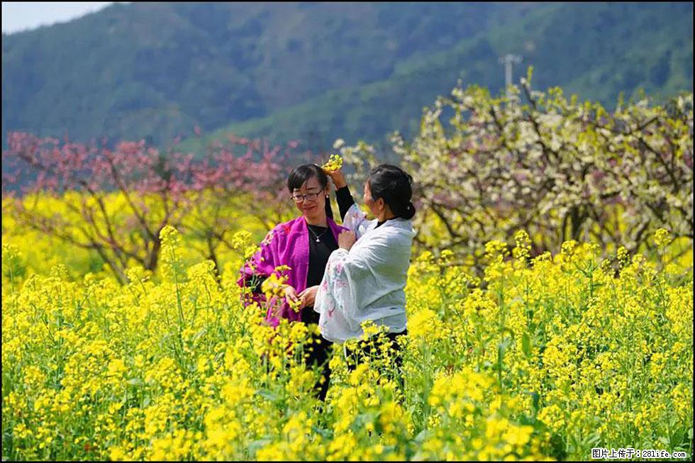 【春天，广西桂林灌阳县向您发出邀请！】长坪村油菜盛情花开 - 游山玩水 - 龙岩生活社区 - 龙岩28生活网 ly.28life.net