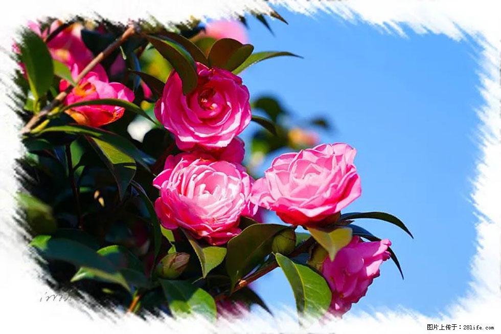 【春天，广西桂林灌阳县向您发出邀请！】杨柳井茶花惹人爱 - 游山玩水 - 龙岩生活社区 - 龙岩28生活网 ly.28life.net