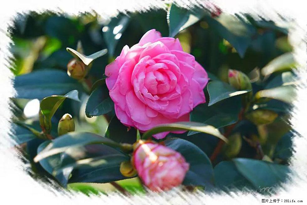 【春天，广西桂林灌阳县向您发出邀请！】杨柳井茶花惹人爱 - 游山玩水 - 龙岩生活社区 - 龙岩28生活网 ly.28life.net
