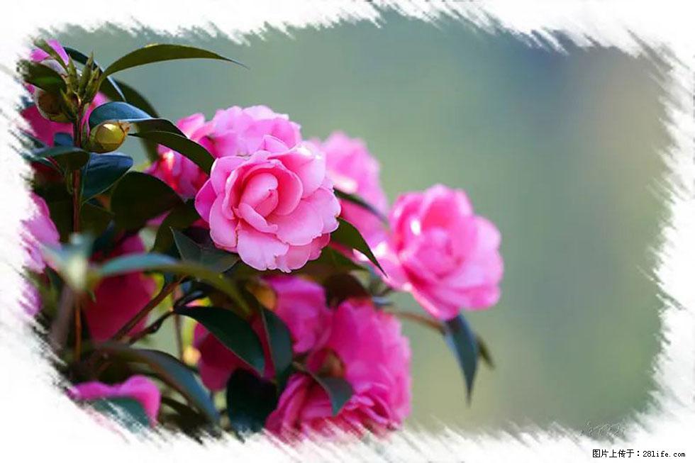 【春天，广西桂林灌阳县向您发出邀请！】杨柳井茶花惹人爱 - 游山玩水 - 龙岩生活社区 - 龙岩28生活网 ly.28life.net