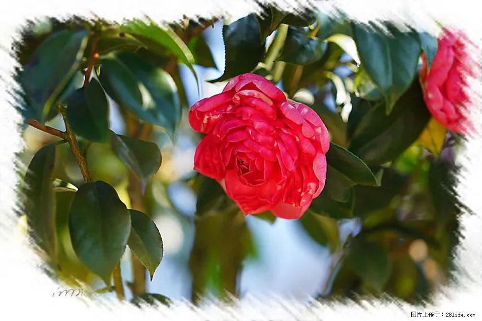 【春天，广西桂林灌阳县向您发出邀请！】杨柳井茶花惹人爱 - 游山玩水 - 龙岩生活社区 - 龙岩28生活网 ly.28life.net