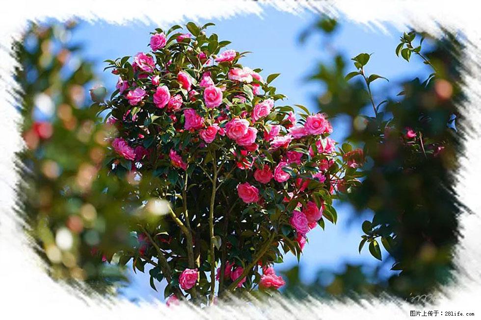 【春天，广西桂林灌阳县向您发出邀请！】杨柳井茶花惹人爱 - 游山玩水 - 龙岩生活社区 - 龙岩28生活网 ly.28life.net