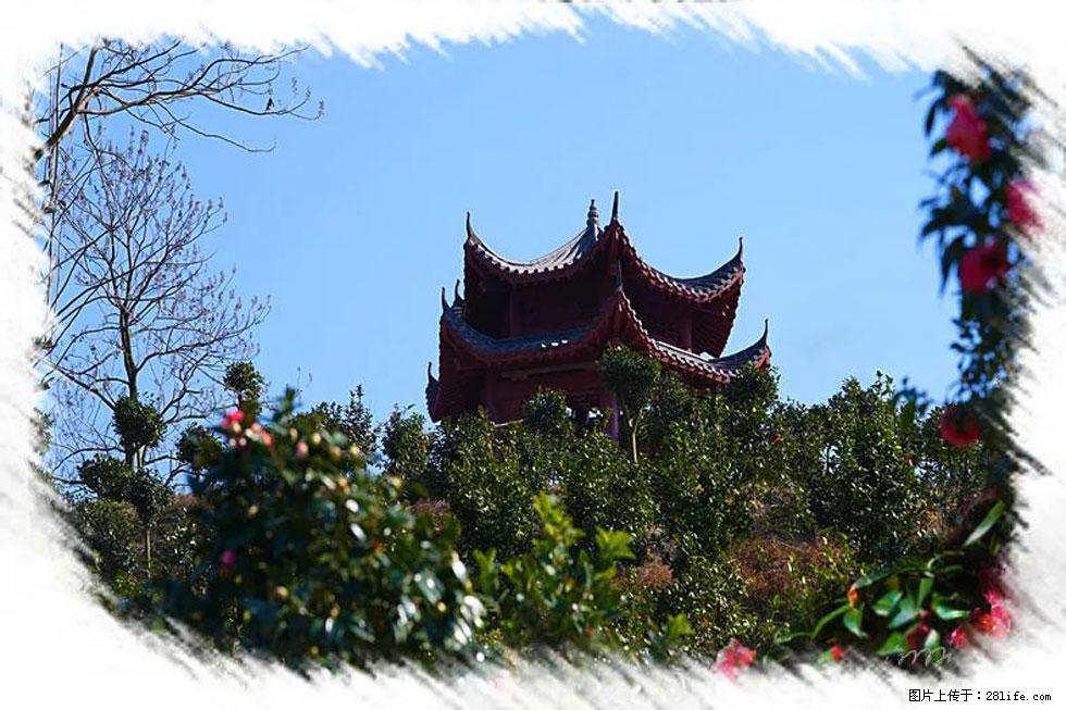 【春天，广西桂林灌阳县向您发出邀请！】杨柳井茶花惹人爱 - 游山玩水 - 龙岩生活社区 - 龙岩28生活网 ly.28life.net