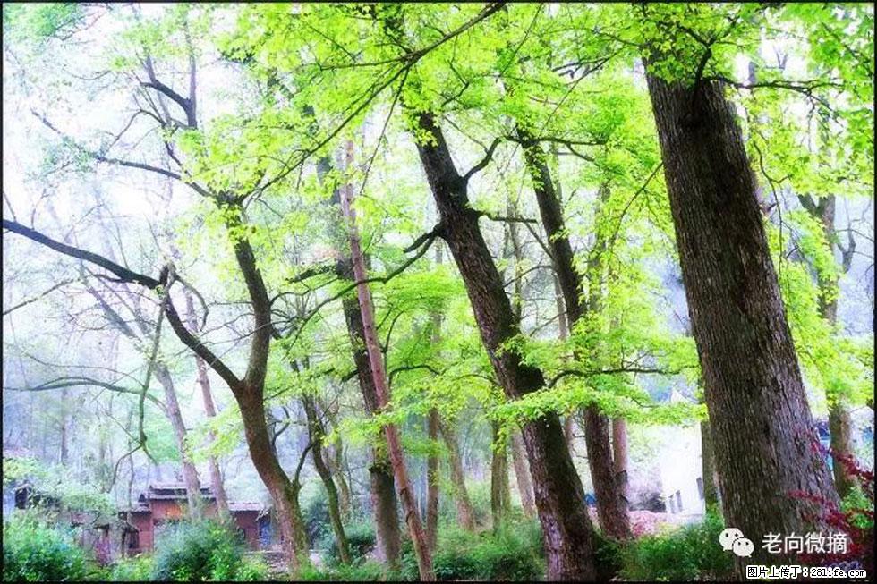 【春天，广西桂林灌阳县向您发出邀请！】在小龙村与春天约会 - 游山玩水 - 龙岩生活社区 - 龙岩28生活网 ly.28life.net