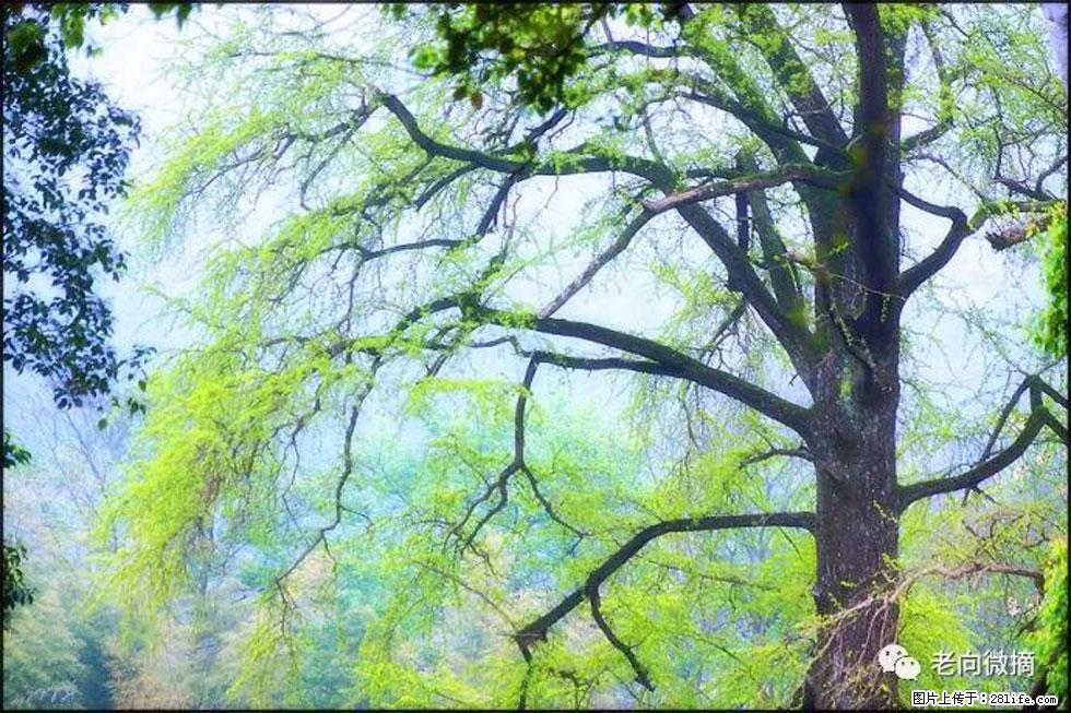 【春天，广西桂林灌阳县向您发出邀请！】在小龙村与春天约会 - 游山玩水 - 龙岩生活社区 - 龙岩28生活网 ly.28life.net