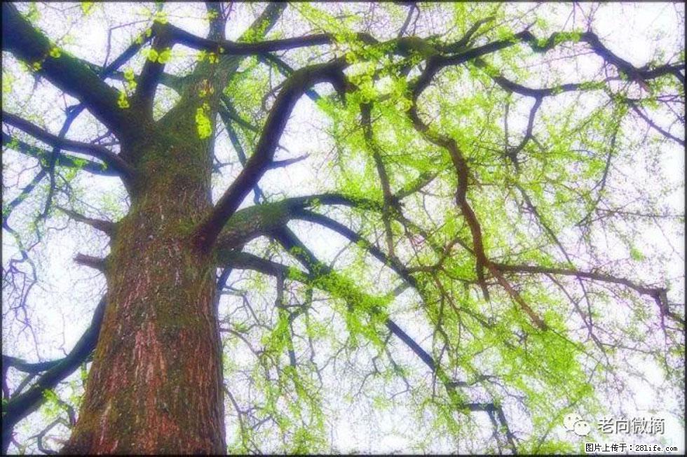 【春天，广西桂林灌阳县向您发出邀请！】在小龙村与春天约会 - 游山玩水 - 龙岩生活社区 - 龙岩28生活网 ly.28life.net