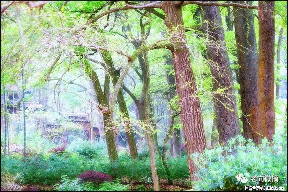 【春天，广西桂林灌阳县向您发出邀请！】在小龙村与春天约会 - 游山玩水 - 龙岩生活社区 - 龙岩28生活网 ly.28life.net