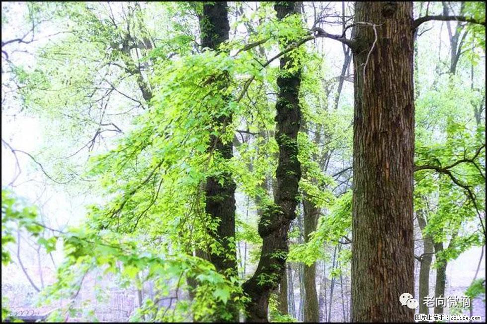 【春天，广西桂林灌阳县向您发出邀请！】在小龙村与春天约会 - 游山玩水 - 龙岩生活社区 - 龙岩28生活网 ly.28life.net