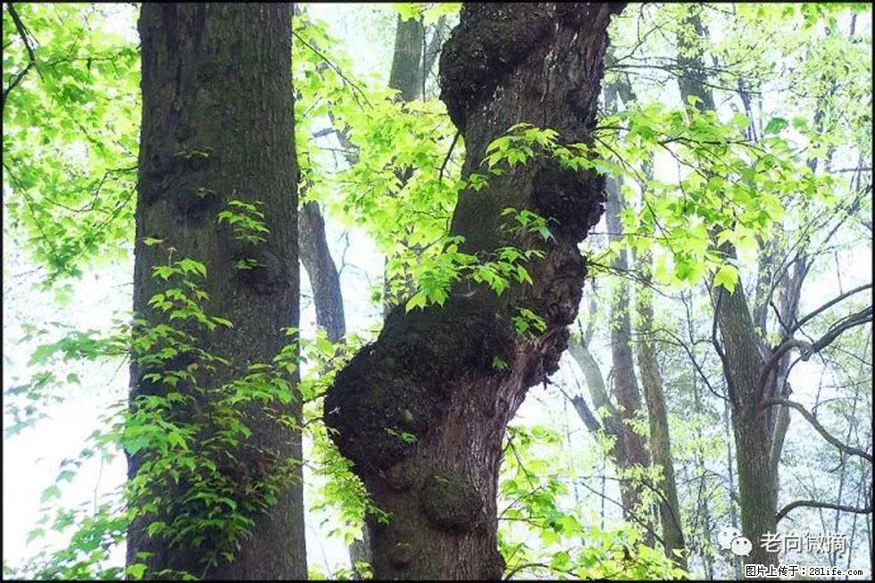 【春天，广西桂林灌阳县向您发出邀请！】在小龙村与春天约会 - 游山玩水 - 龙岩生活社区 - 龙岩28生活网 ly.28life.net