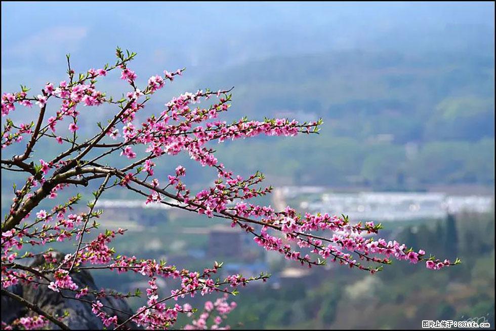 【春天，广西桂林灌阳县向您发出邀请！】望月岭上桃花开 - 游山玩水 - 龙岩生活社区 - 龙岩28生活网 ly.28life.net