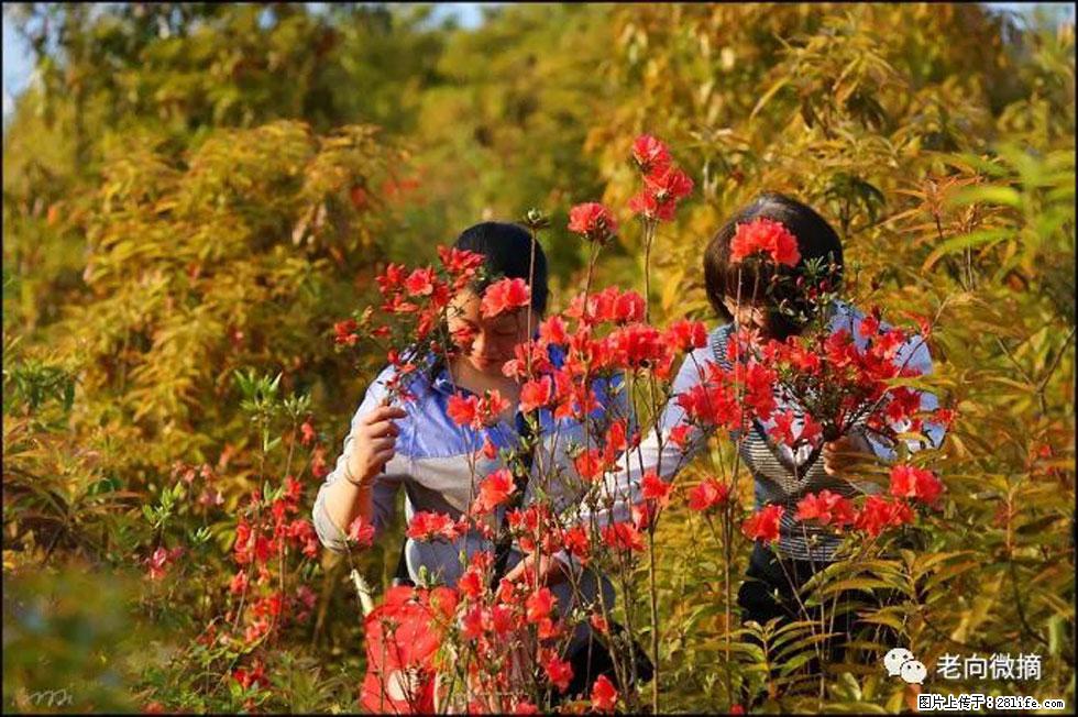 【春天，广西桂林灌阳县向您发出邀请！】登麒麟山，相约映山红 - 游山玩水 - 龙岩生活社区 - 龙岩28生活网 ly.28life.net