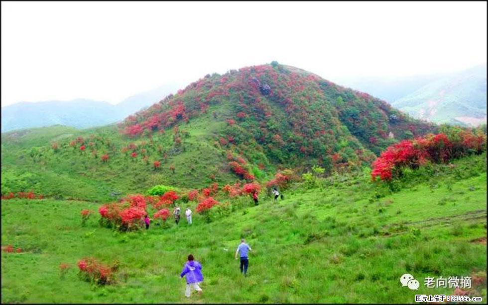 【春天，广西桂林灌阳县向您发出邀请！】宝盖山上映山红 - 游山玩水 - 龙岩生活社区 - 龙岩28生活网 ly.28life.net