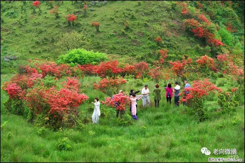 【春天，广西桂林灌阳县向您发出邀请！】宝盖山上映山红 - 游山玩水 - 龙岩生活社区 - 龙岩28生活网 ly.28life.net