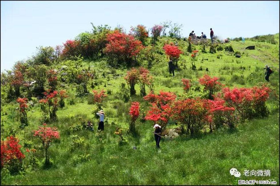 【春天，广西桂林灌阳县向您发出邀请！】宝盖山上映山红 - 游山玩水 - 龙岩生活社区 - 龙岩28生活网 ly.28life.net