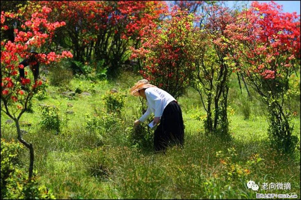 【春天，广西桂林灌阳县向您发出邀请！】宝盖山上映山红 - 游山玩水 - 龙岩生活社区 - 龙岩28生活网 ly.28life.net