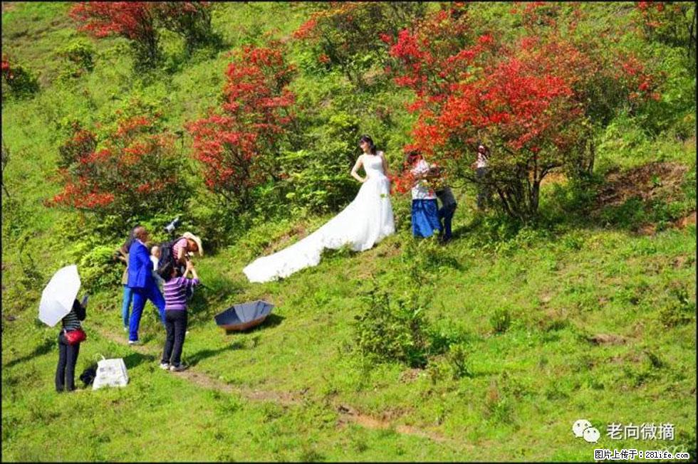 【春天，广西桂林灌阳县向您发出邀请！】宝盖山上映山红 - 游山玩水 - 龙岩生活社区 - 龙岩28生活网 ly.28life.net