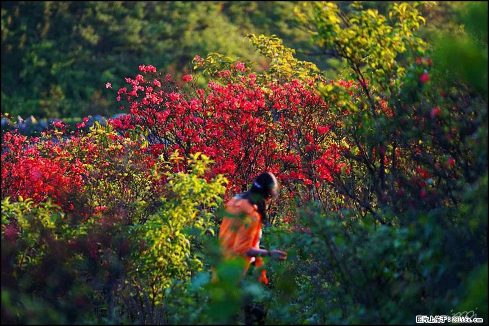 【春天，广西桂林灌阳县向您发出邀请！】春木界上映山红 - 游山玩水 - 龙岩生活社区 - 龙岩28生活网 ly.28life.net