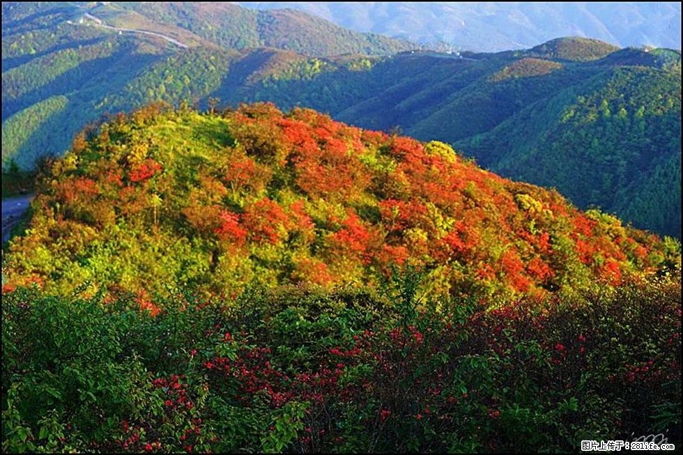 【春天，广西桂林灌阳县向您发出邀请！】春木界上映山红 - 游山玩水 - 龙岩生活社区 - 龙岩28生活网 ly.28life.net