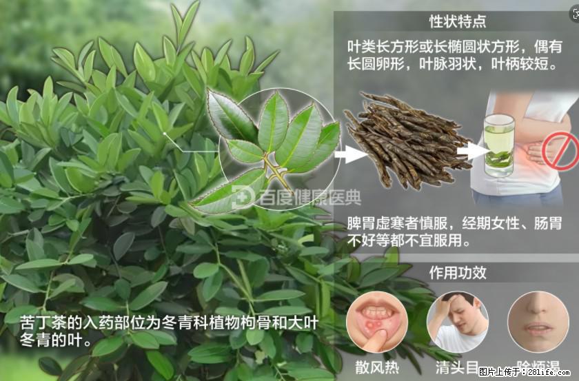 苦丁茶有哪些功效和作用 - 生活百科 - 龙岩生活社区 - 龙岩28生活网 ly.28life.net