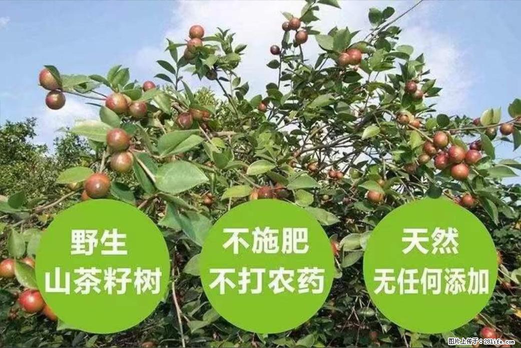 【灌阳县油茶产业示范区】一个有着充实的精神生活的人，对待身外之物自会有一种淡泊的态度 - 土特产 - 饮食特产 - 龙岩分类信息 - 龙岩28生活网 ly.28life.net