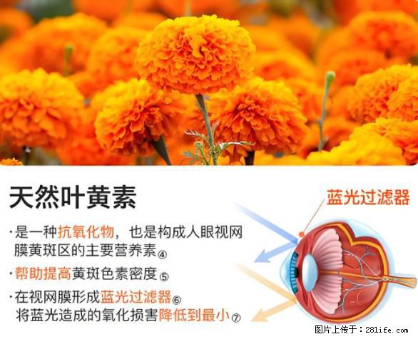 叶黄素有什么功效和作用 - 生活百科 - 龙岩生活社区 - 龙岩28生活网 ly.28life.net