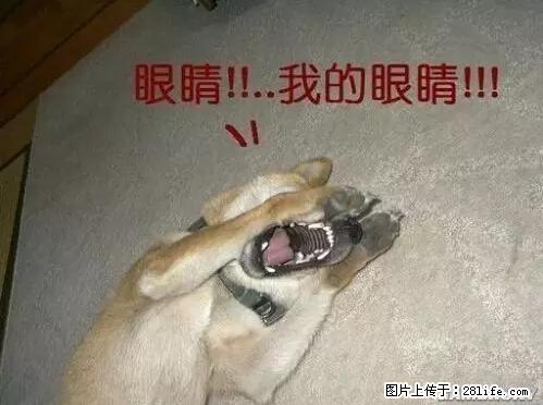 笑癫了！一女的怀孕三年未生，他终于忍不住了... - 娱乐八卦 - 龙岩生活社区 - 龙岩28生活网 ly.28life.net