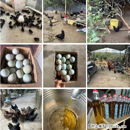 油茶园从小鸡仔开始养起的纯土鸡、土鸡蛋可以预定啦！还有前几天刚榨的纯山茶油哦 - 土特产 - 饮食特产 - 龙岩分类信息 - 龙岩28生活网 ly.28life.net