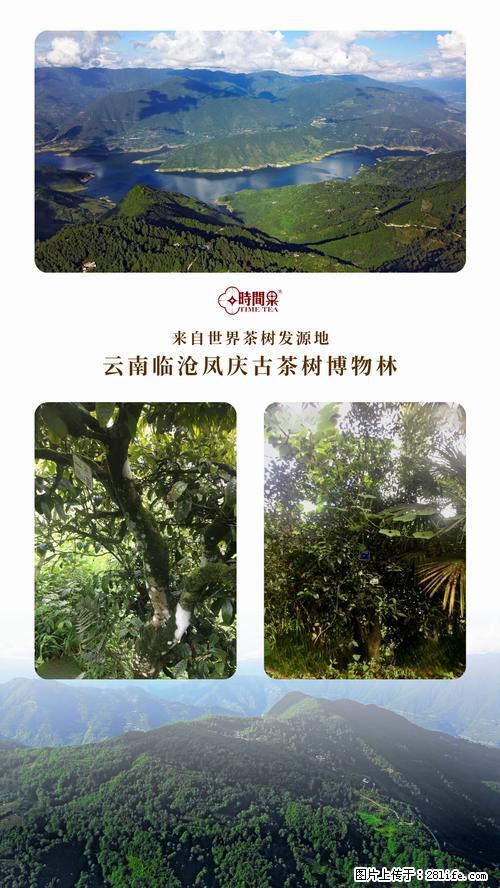 时间果百年古树2025年春红茶 - 购物交流 - 龙岩生活社区 - 龙岩28生活网 ly.28life.net