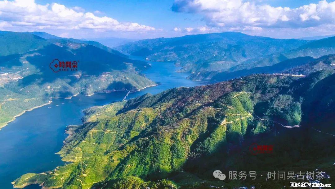 时间果百年古树龙珠普洱生茶 - 购物交流 - 龙岩生活社区 - 龙岩28生活网 ly.28life.net