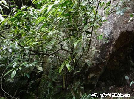 平乐石崖茶,珍贵仅次于金花茶 - 龙岩生活资讯 - 龙岩28生活网 ly.28life.net