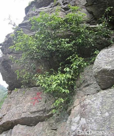 平乐石崖茶,珍贵仅次于金花茶 - 龙岩生活资讯 - 龙岩28生活网 ly.28life.net