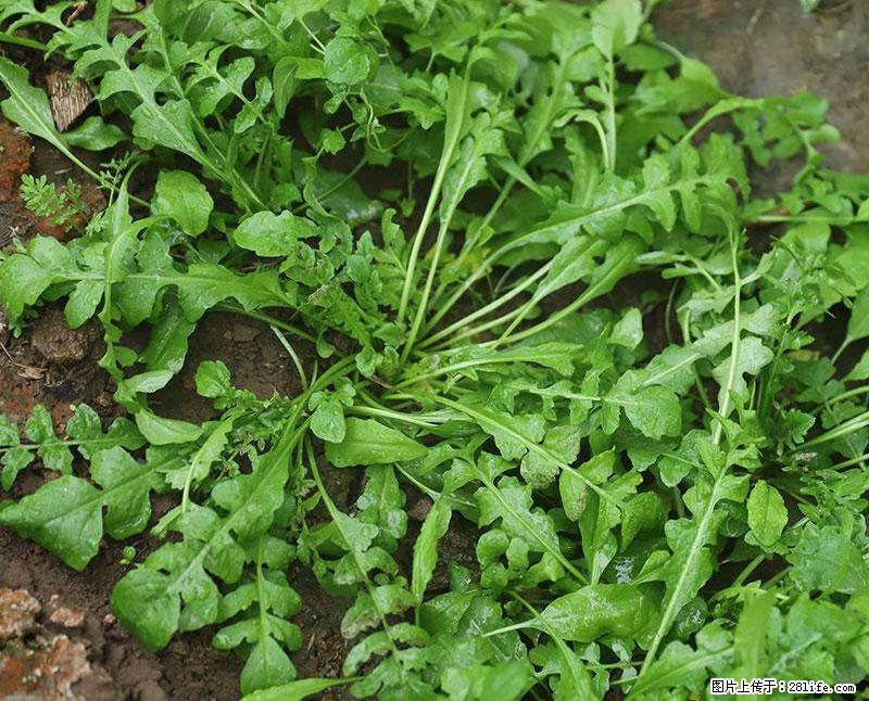这些蔬菜是“天然钙片”，这6种被医生重点推荐 - 龙岩生活资讯 - 龙岩28生活网 ly.28life.net