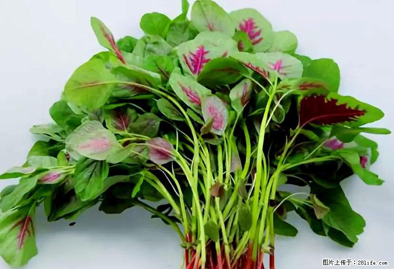 这些蔬菜是“天然钙片”，这6种被医生重点推荐 - 龙岩生活资讯 - 龙岩28生活网 ly.28life.net