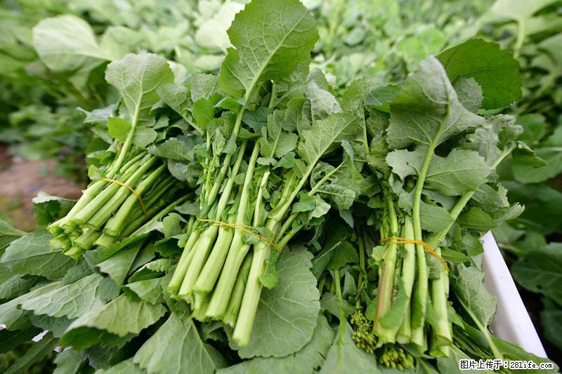 这些蔬菜是“天然钙片”，这6种被医生重点推荐 - 龙岩生活资讯 - 龙岩28生活网 ly.28life.net